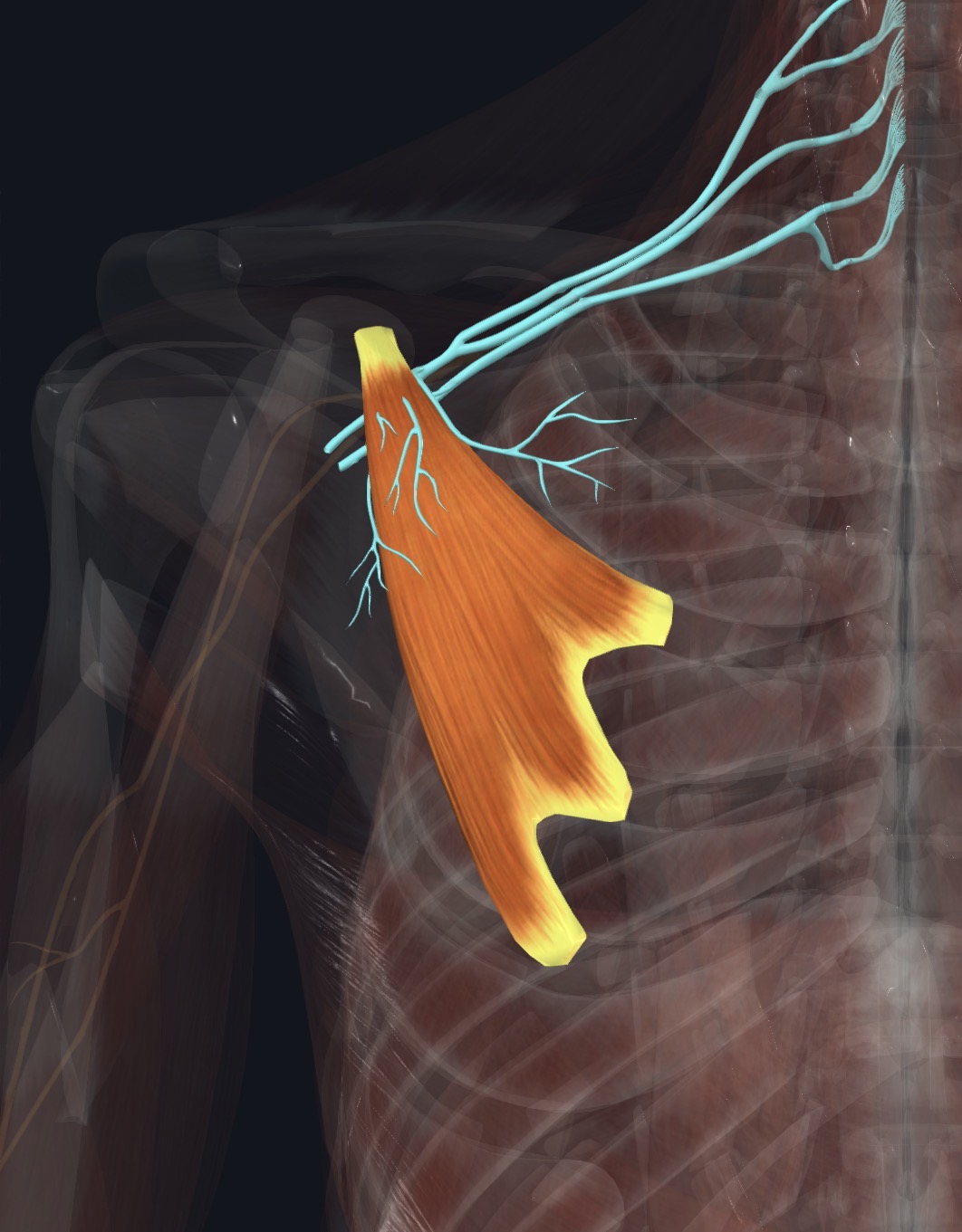 Pectoral nerve relationship