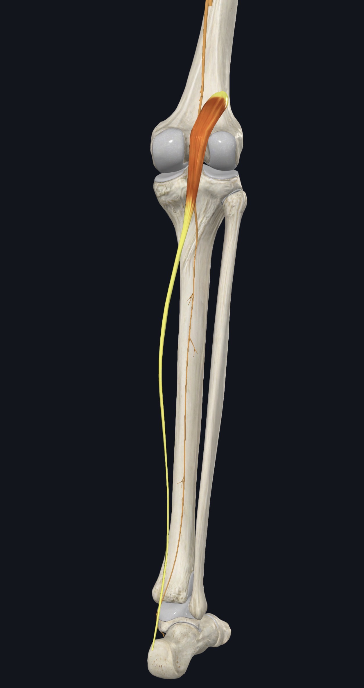 Plantaris with its short belly and long tendon running to the heel