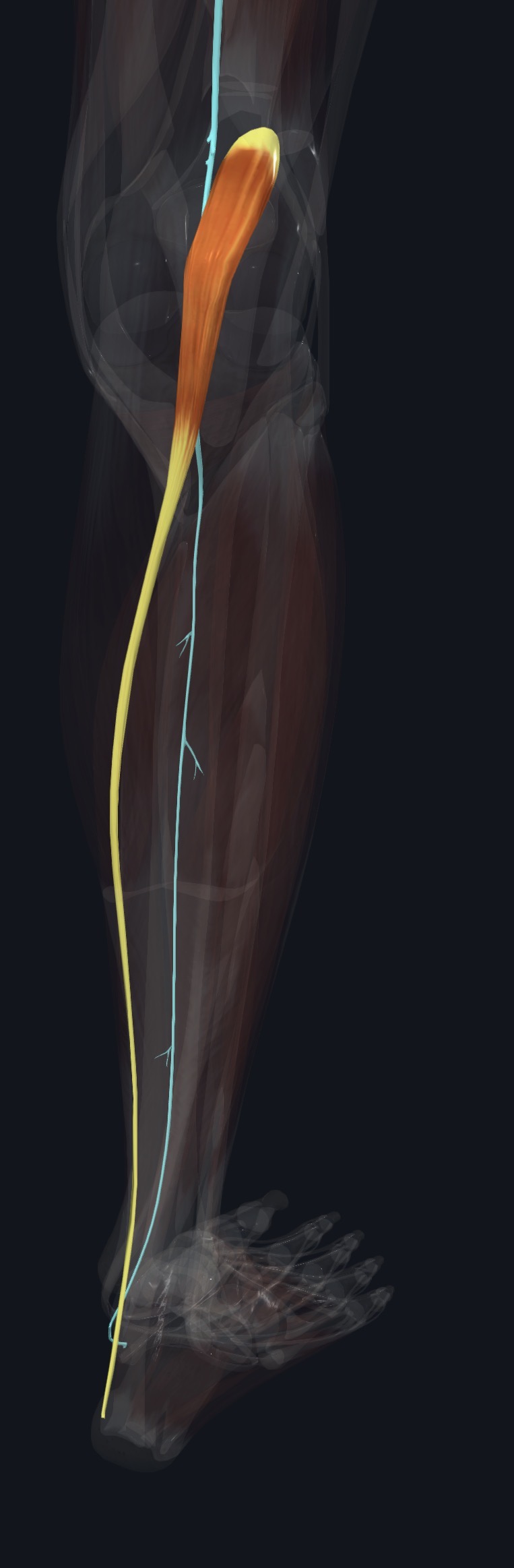 Plantaris with the nerve that supplies it