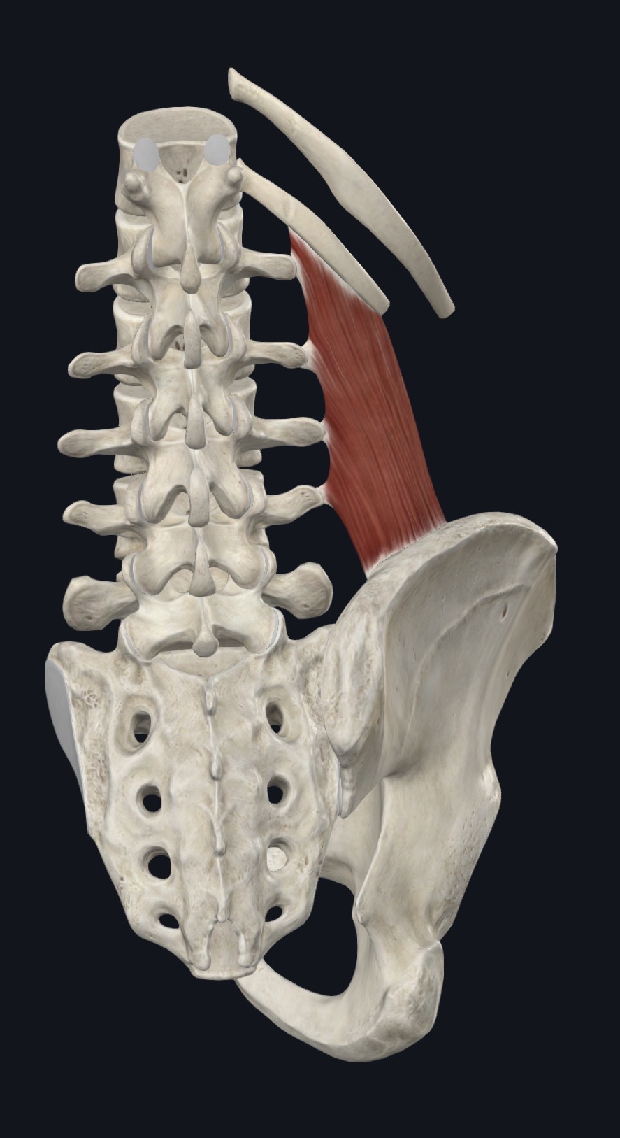 Quadratus lumborum on the lumbar spine and pelvis