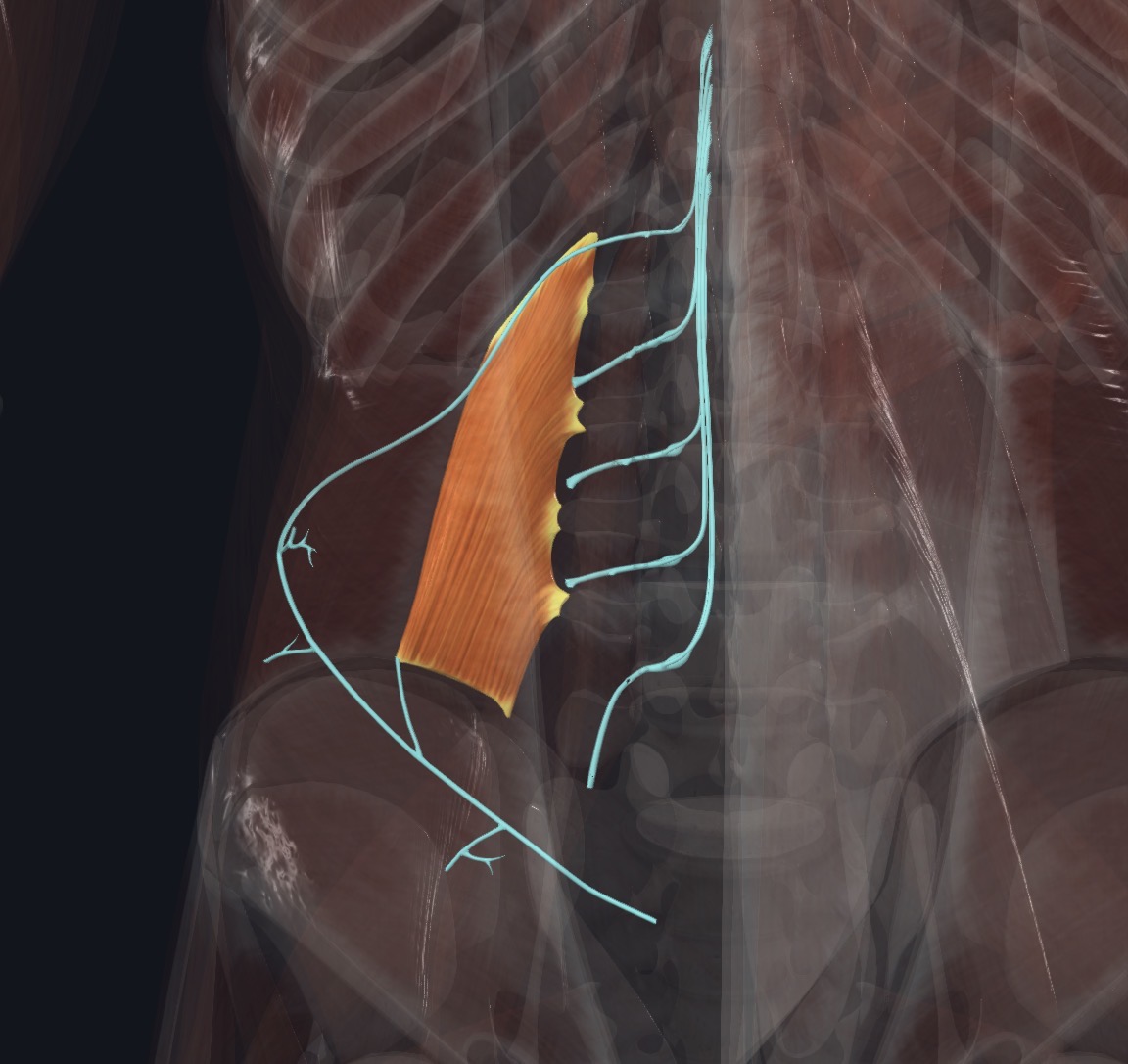 Quadratus lumborum with the nerves that supply it