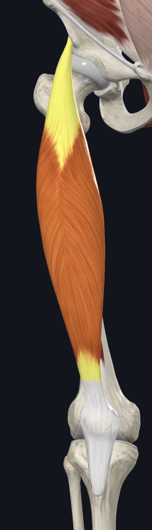 Rectus femoris on the front of the thigh with its tendons