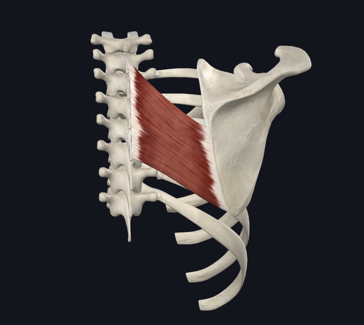 Rhomboid major between the spine and the scapula