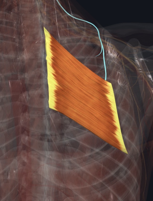 Rhomboid major with the nerve that supplies it