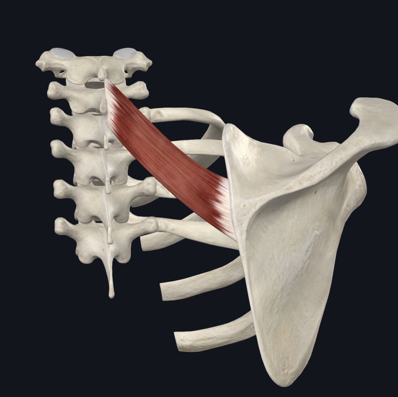 Rhomboid minor between the lower neck and the scapula