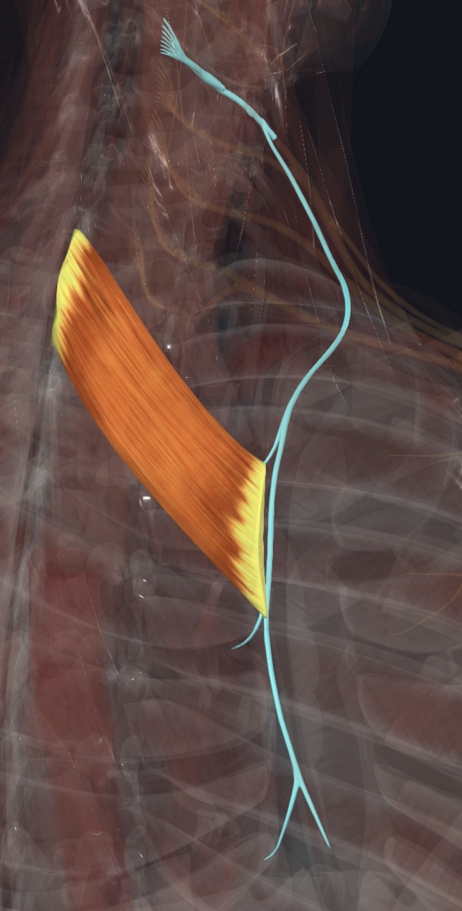 Rhomboid minor with the nerve that supplies it