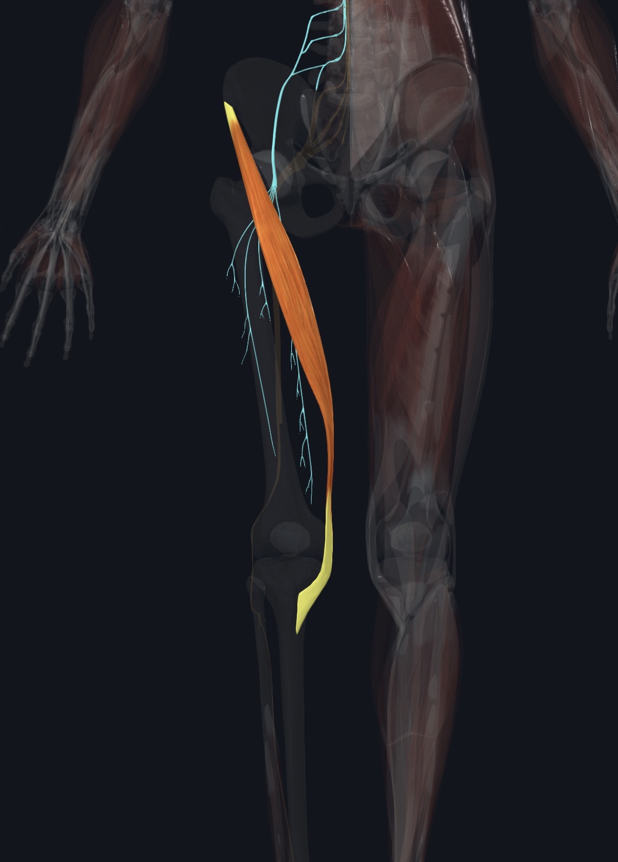 Sartorius crossing the thigh with the nerve that supplies it