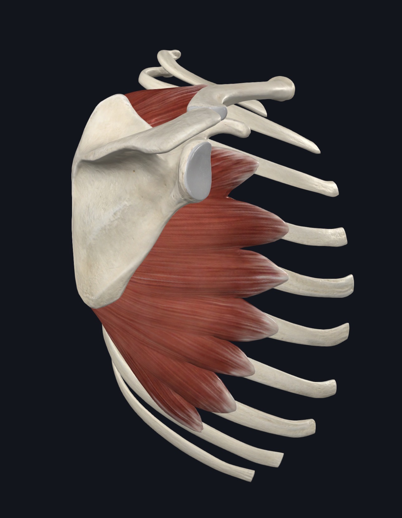 Serratus anterior highlighted