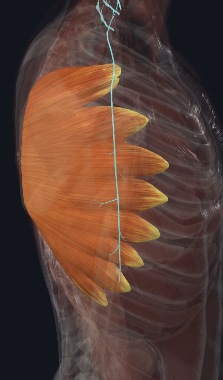 Long thoracic nerve relationship
