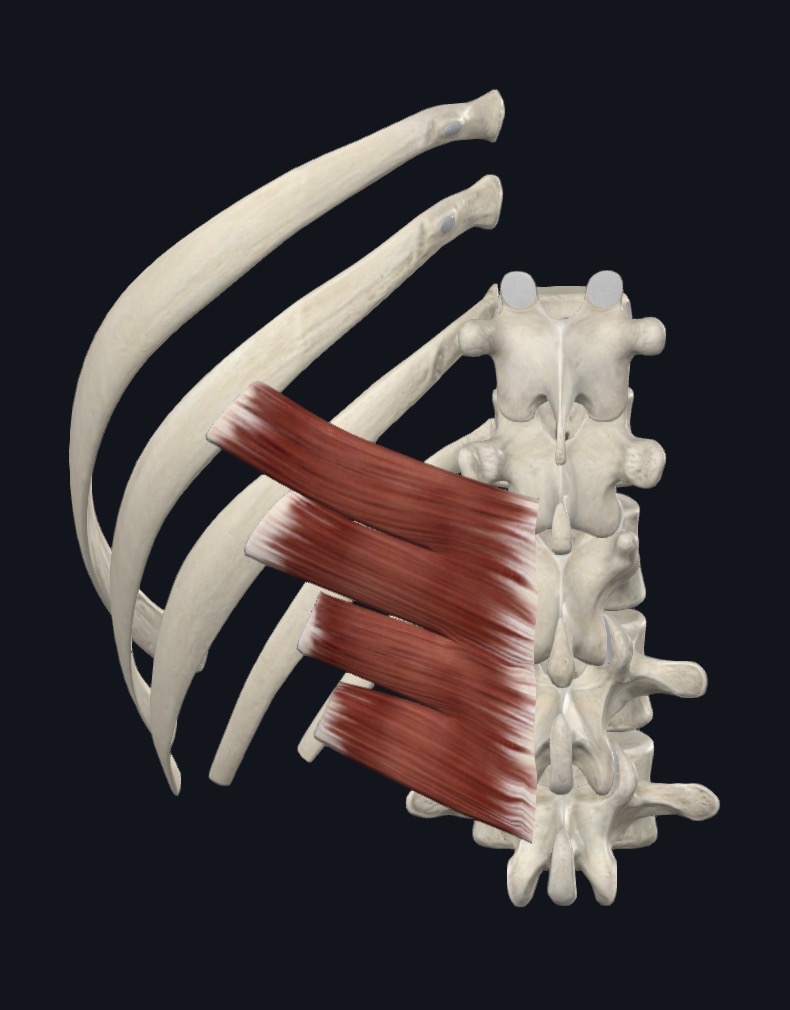 Serratus posterior inferior on the lower back deep to latissimus dorsi