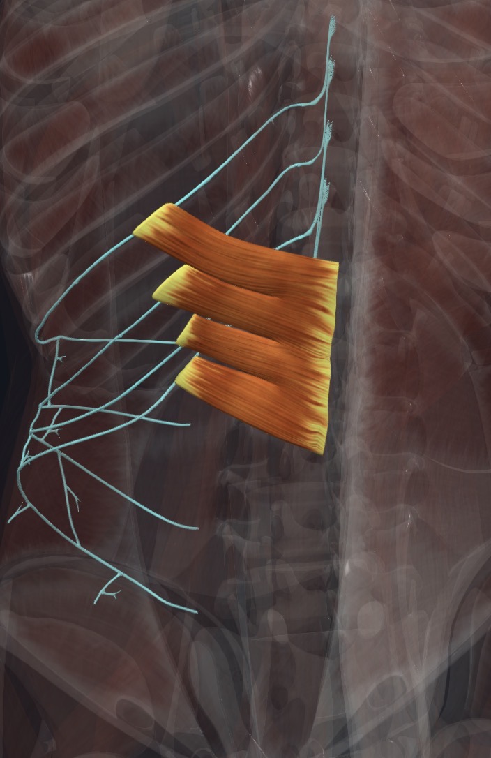Serratus posterior inferior with the nerves that supply it