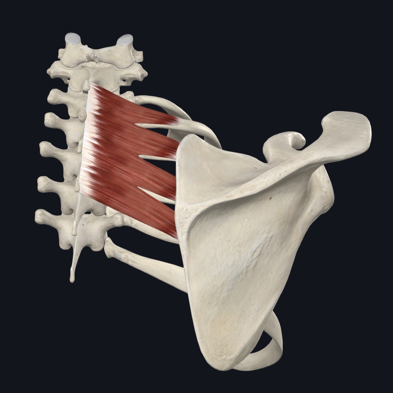 Serratus posterior superior on the upper back deep to the rhomboids
