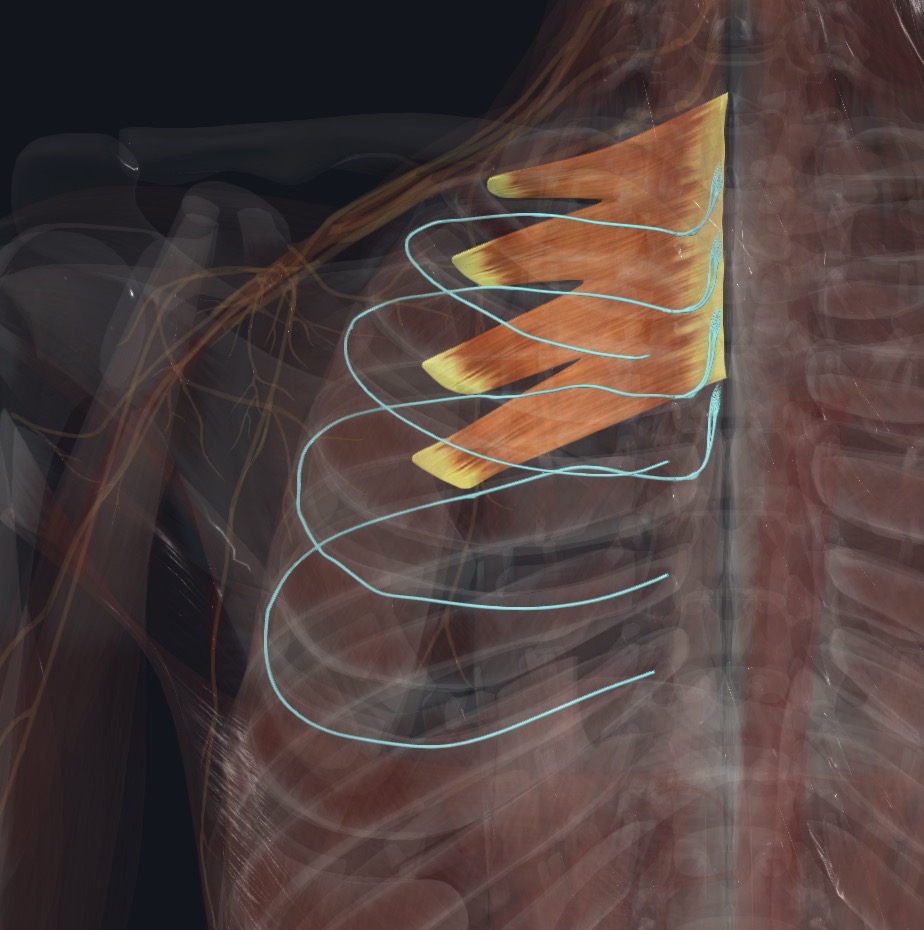 Serratus posterior superior with the nerves that supply it