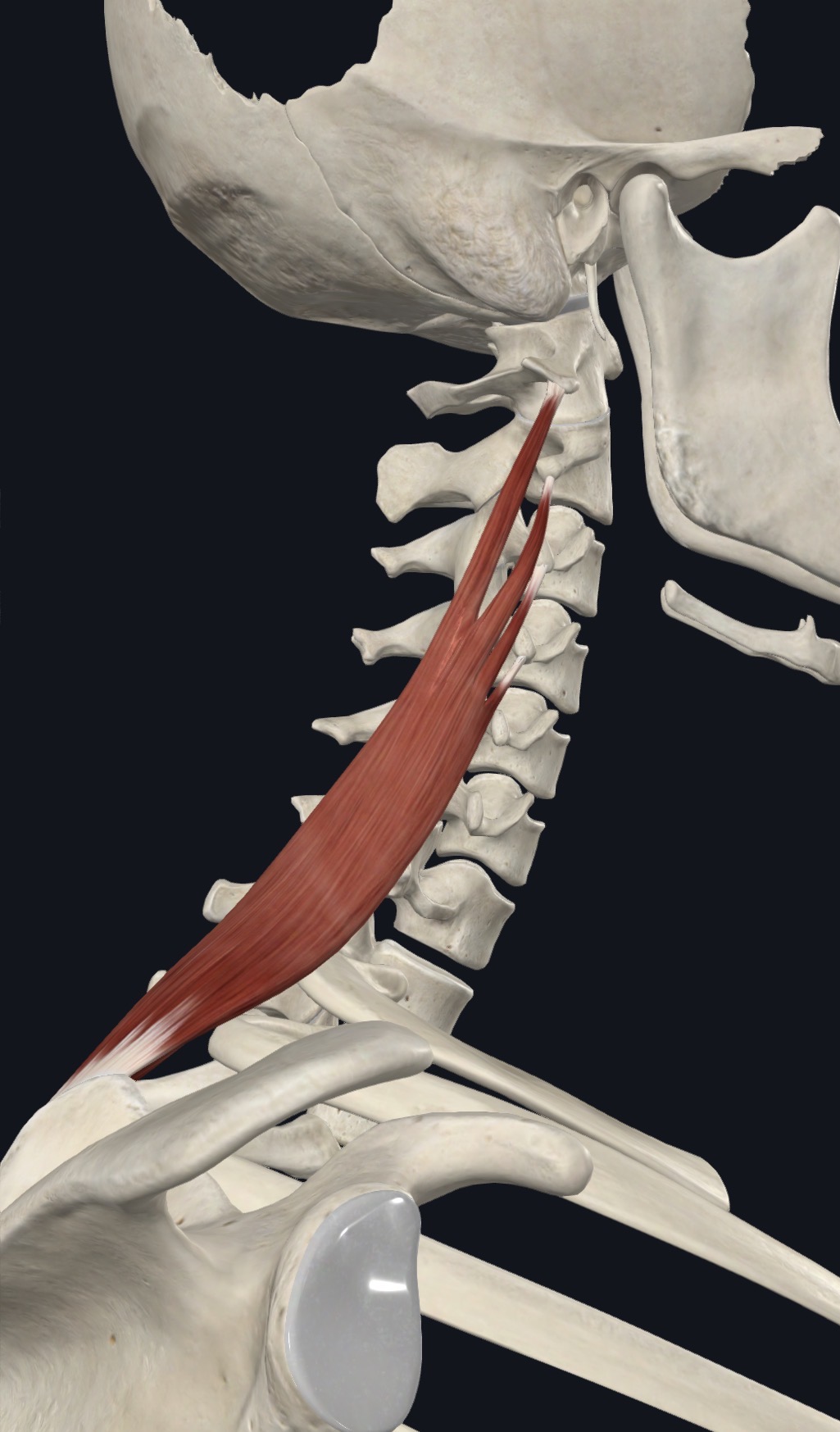 Serratus posterior superior seen from the side of the neck and upper back