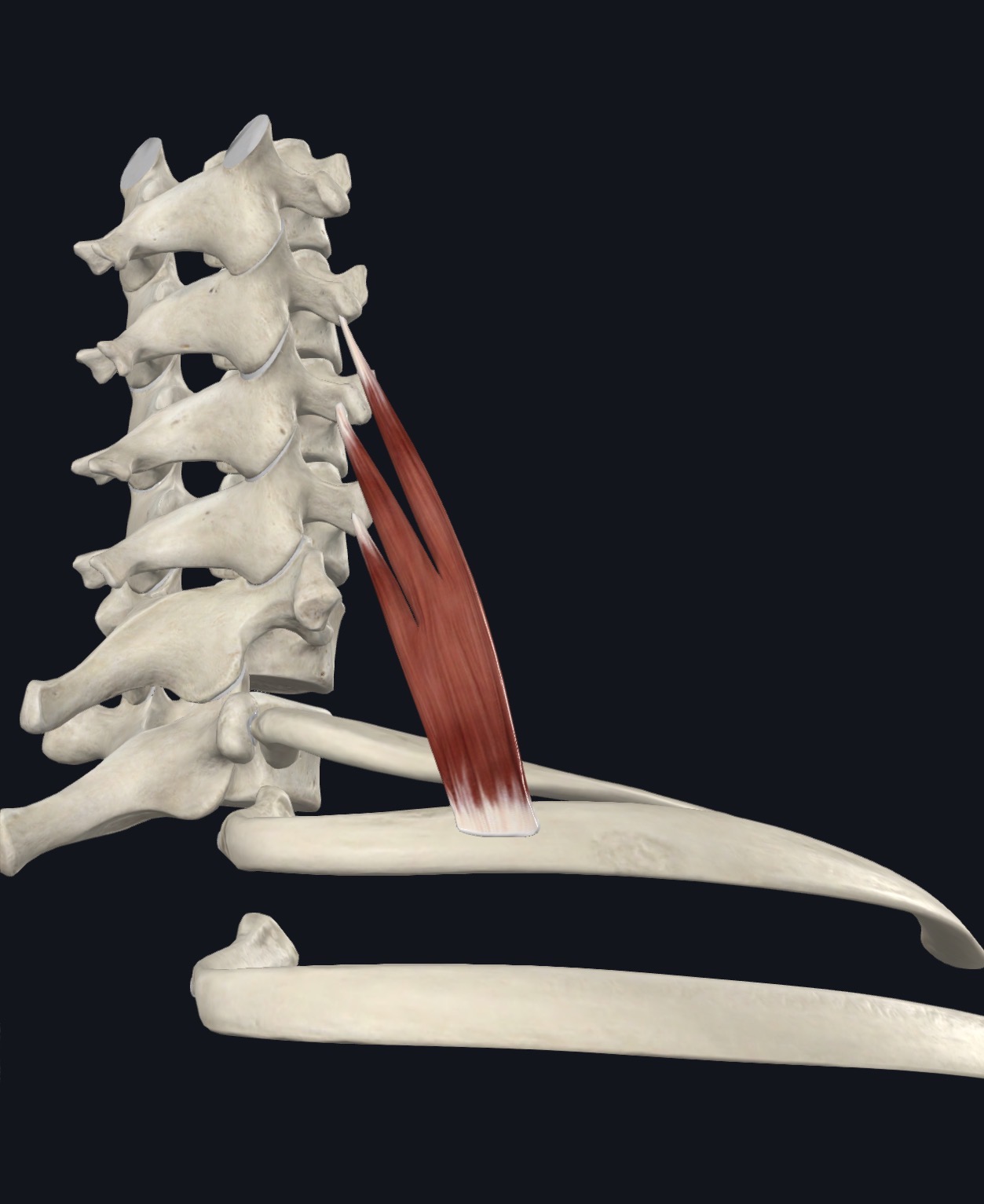 Splenius capitis running from the lower neck and upper back to the base of the skull