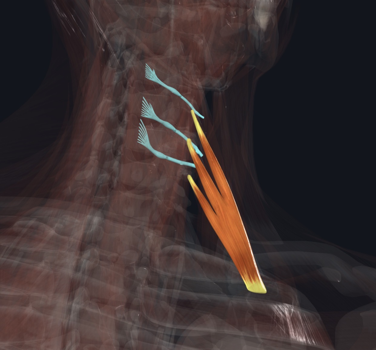 Splenius capitis with the nerves that supply it