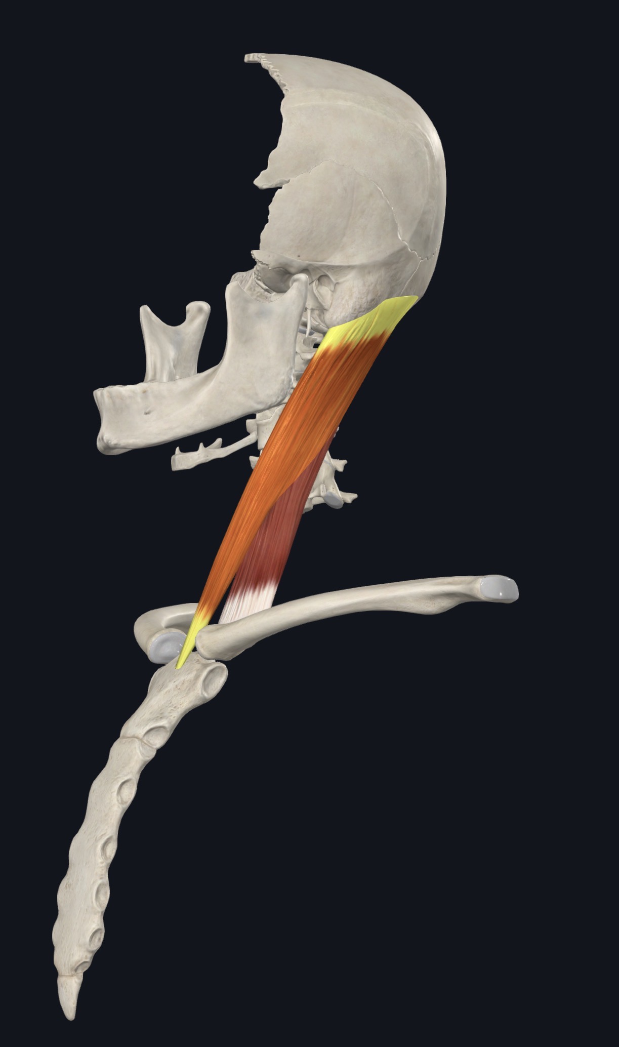 Sternocleidomastoid running diagonally across the front of the neck