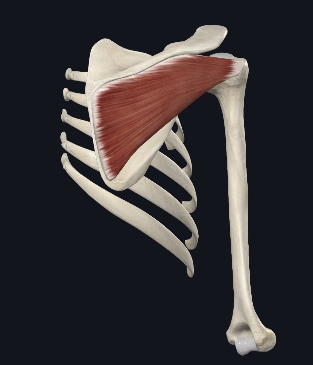 Subscapularis highlighted