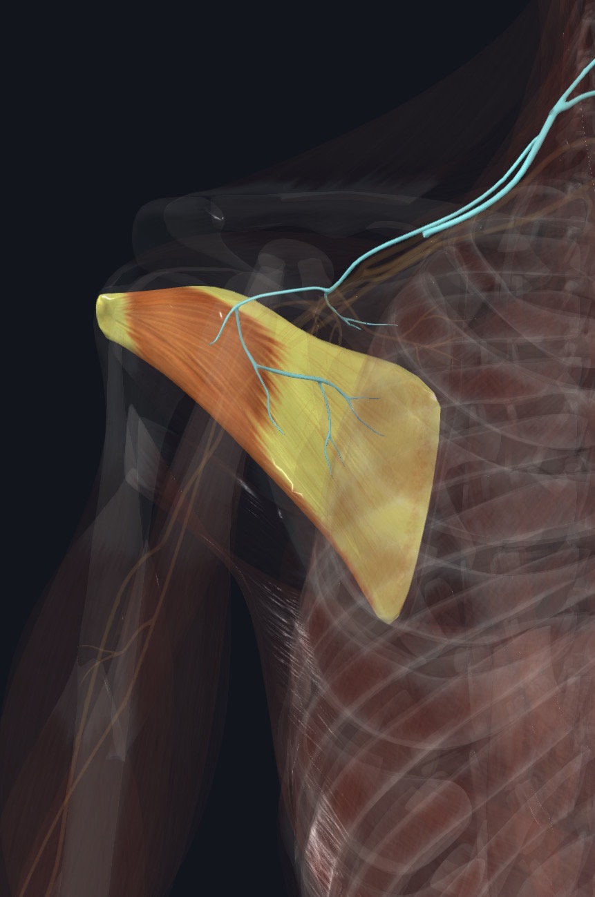 Subscapular nerve relationship