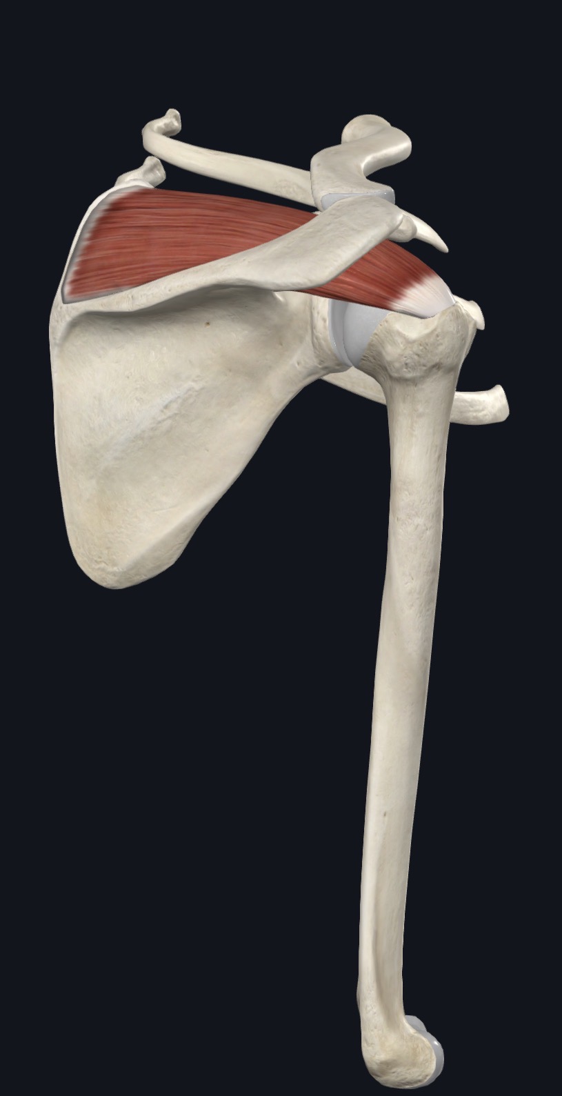 Supraspinatus highlighted