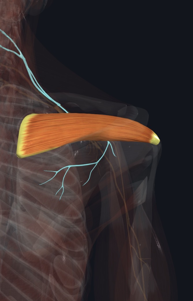Suprascapular nerve relationship