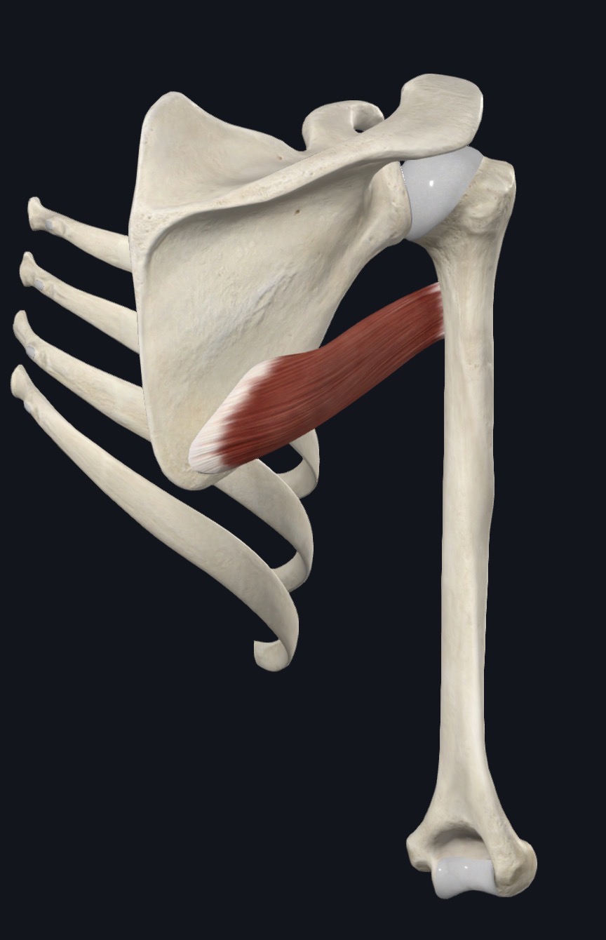 Teres major highlighted