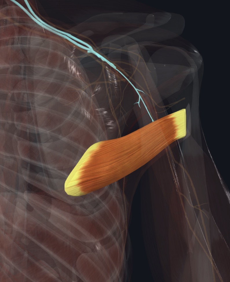 Lower subscapular nerve relationship
