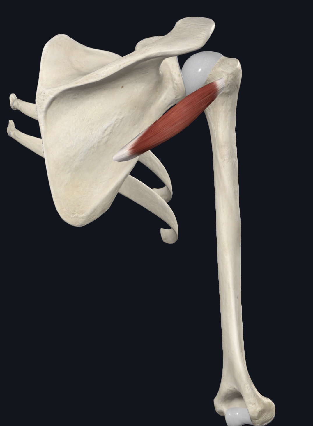 Teres minor along the lateral border of the scapula