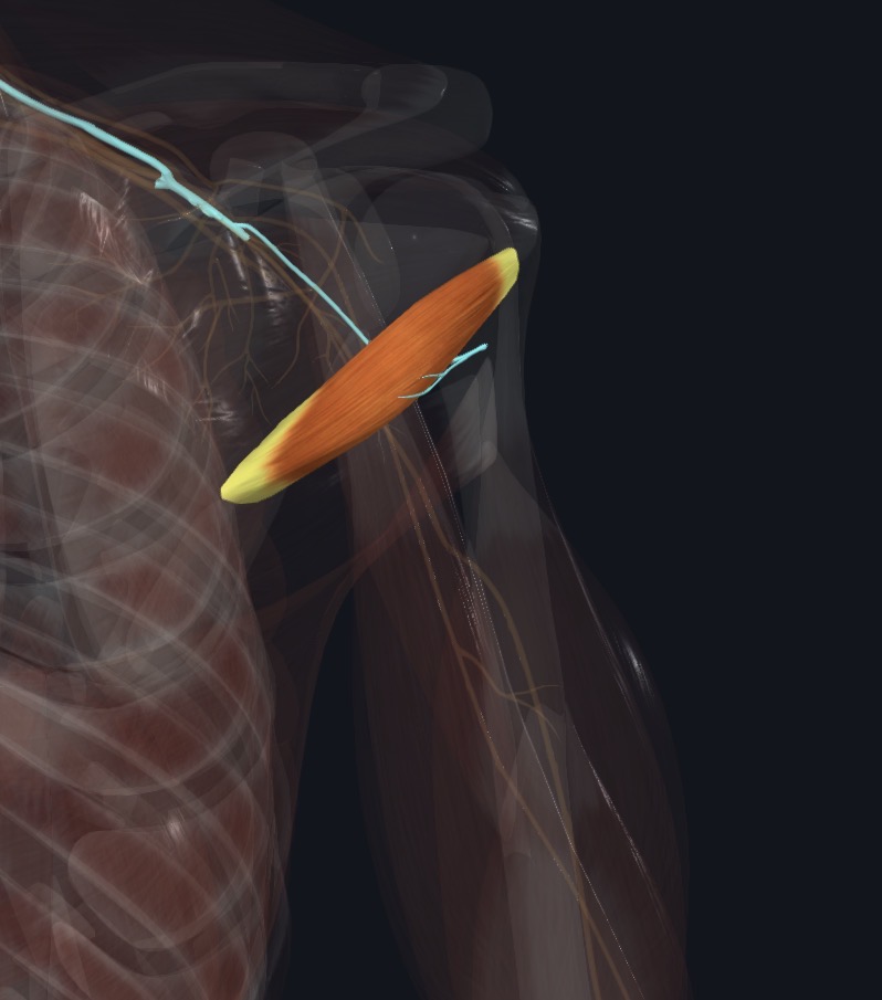 Teres minor with the nerve that supplies it