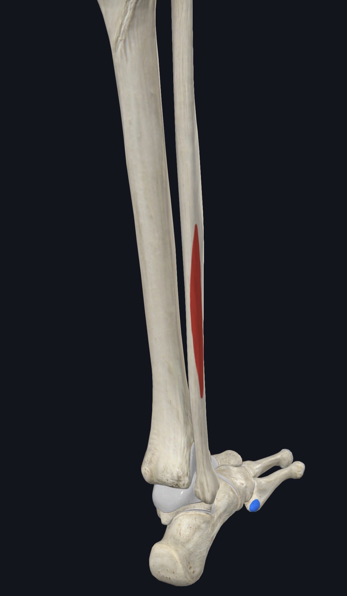 Tibialis anterior along the front of the shin