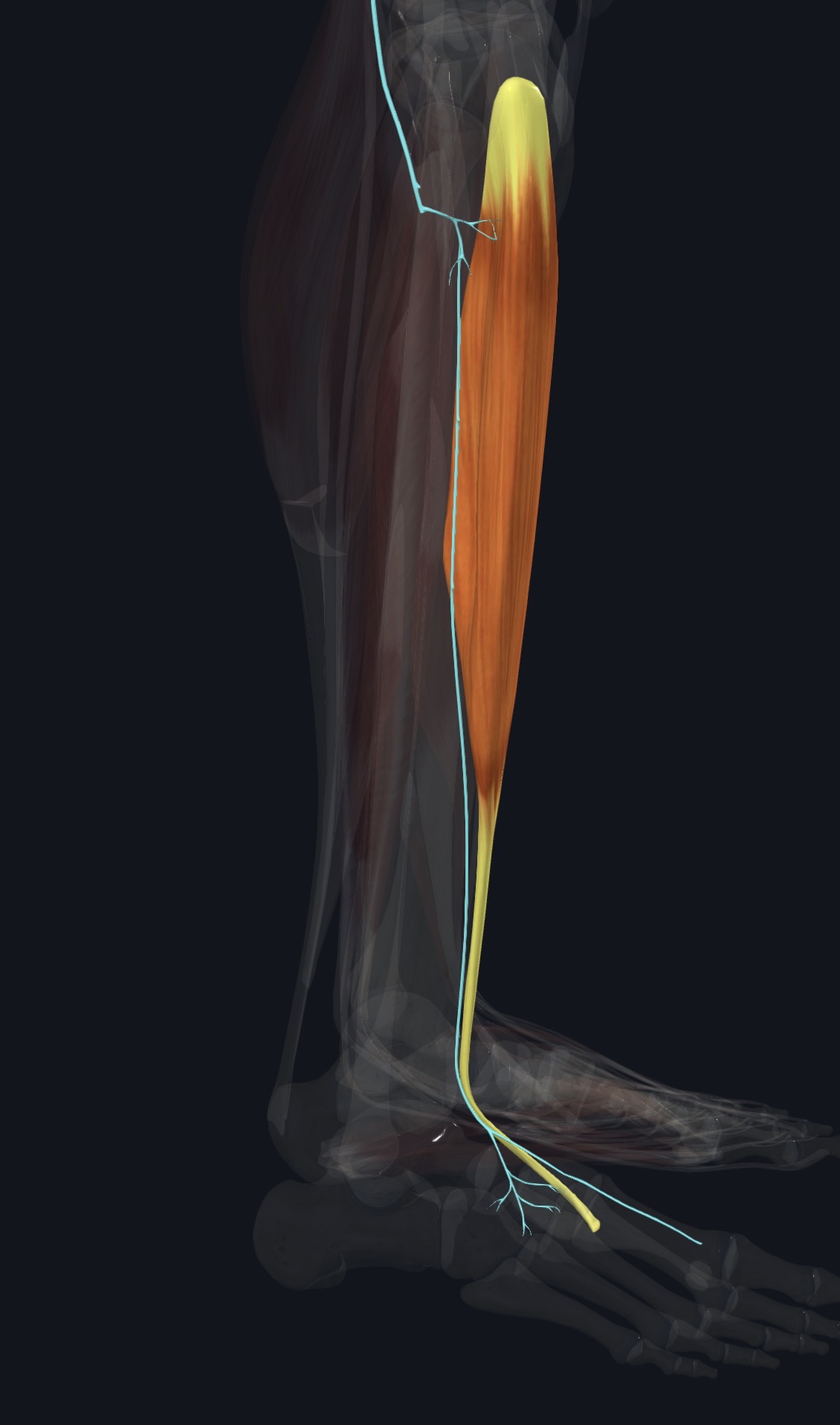 Tibialis anterior with the nerve that supplies it