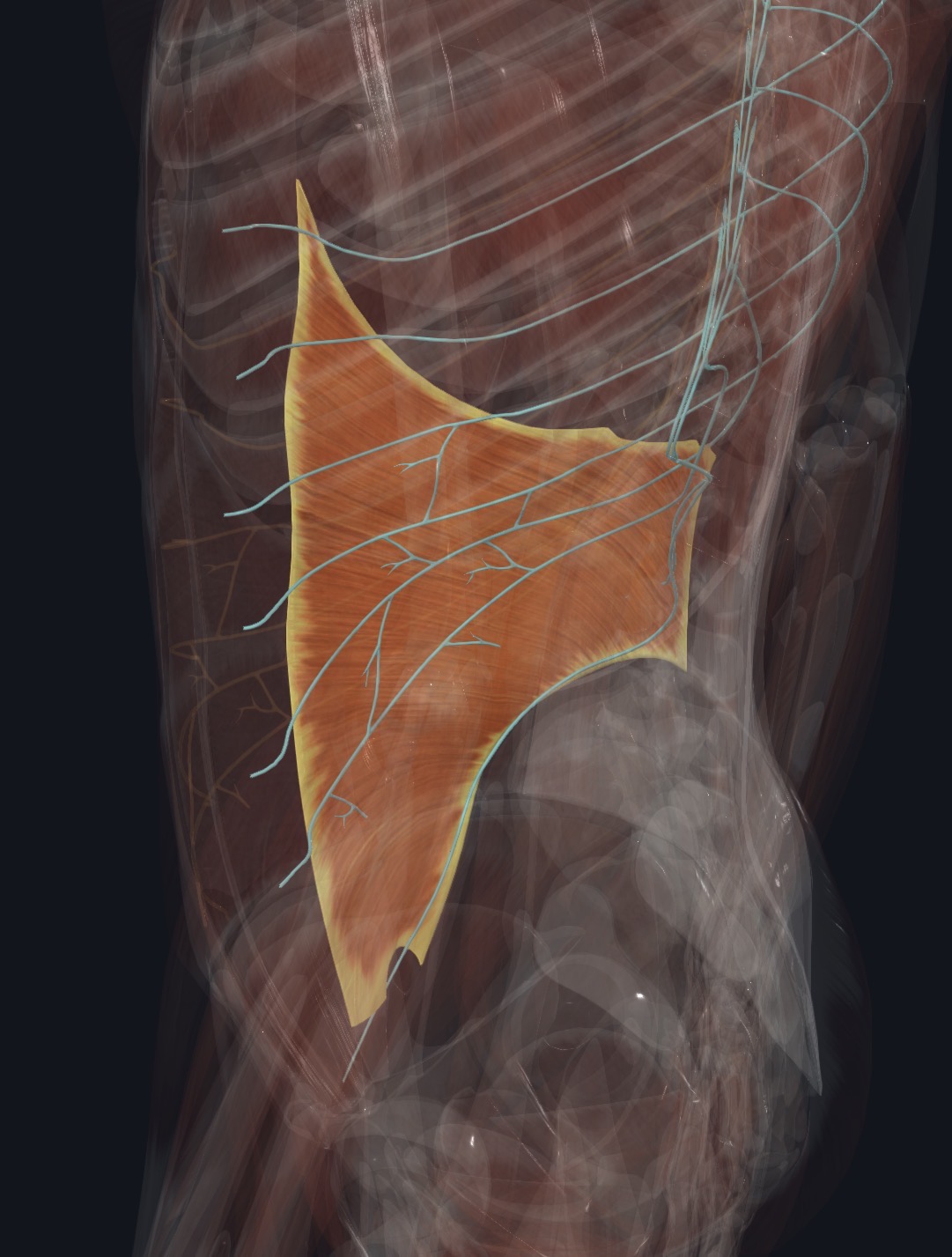 Transversus abdominis with the nerves that supply it