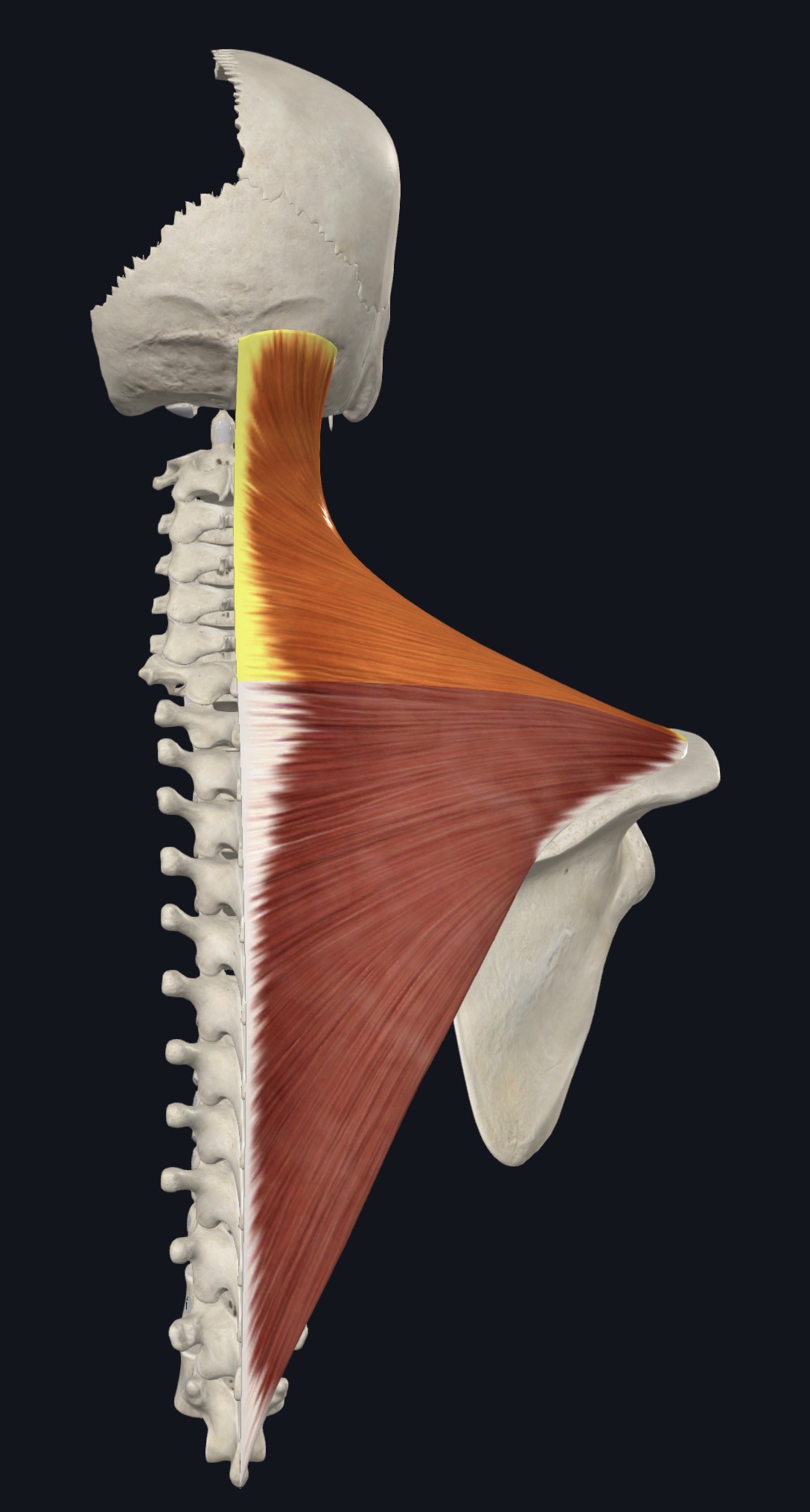 Trapezius covering the upper back and neck