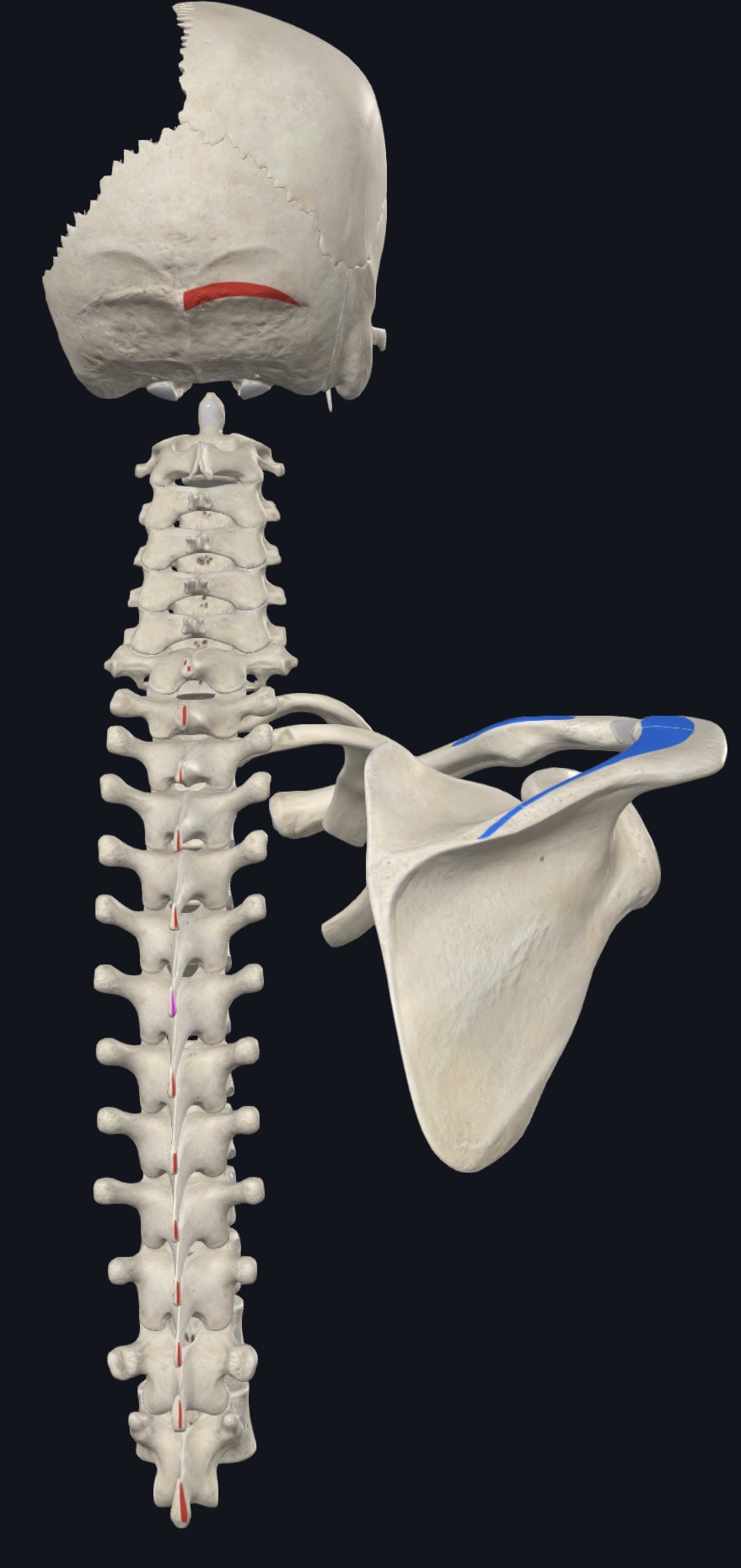 Trapezius with the nerve that supplies it