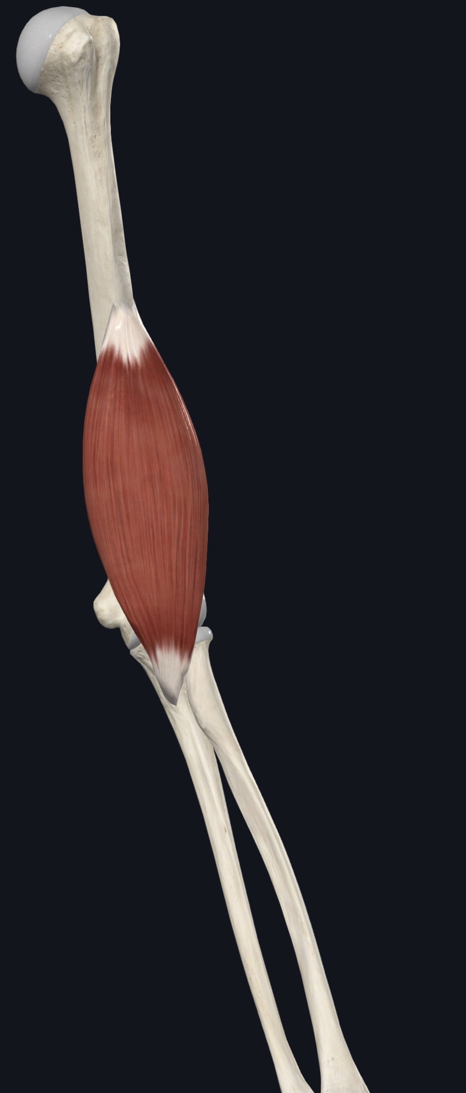 Triceps brachii covering the back of the upper arm