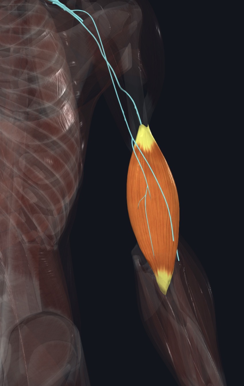 Triceps brachii with the nerve that supplies it