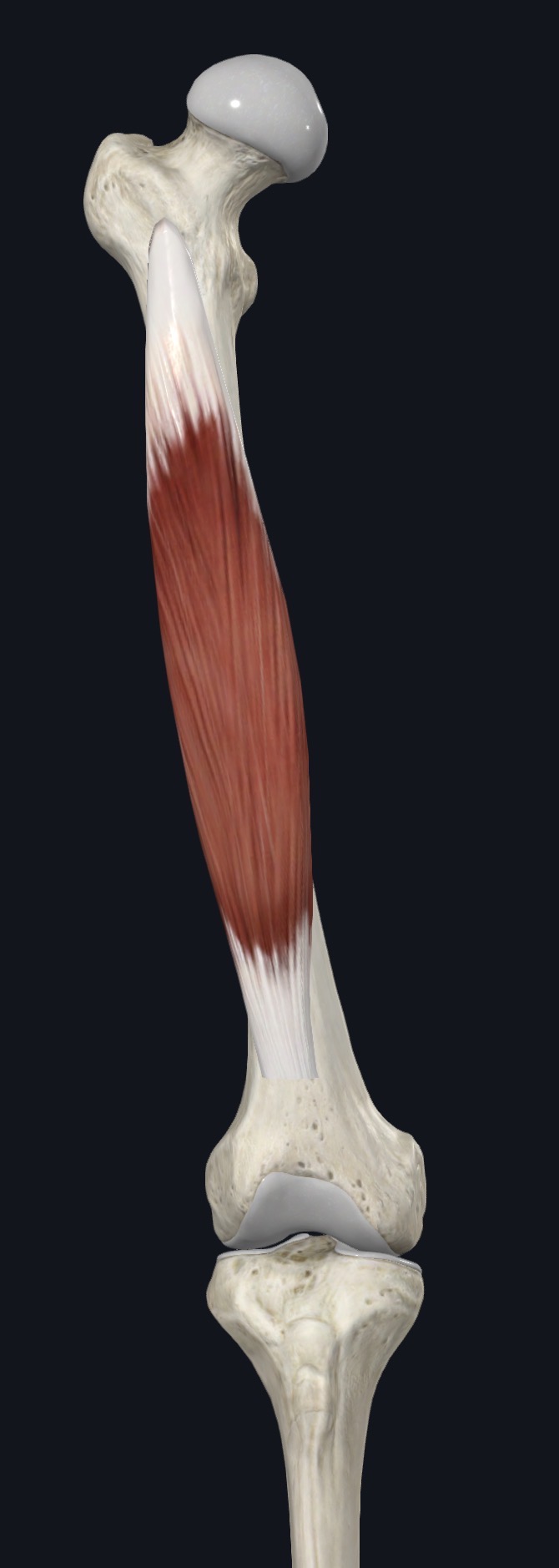Vastus intermedius on the front of the femur