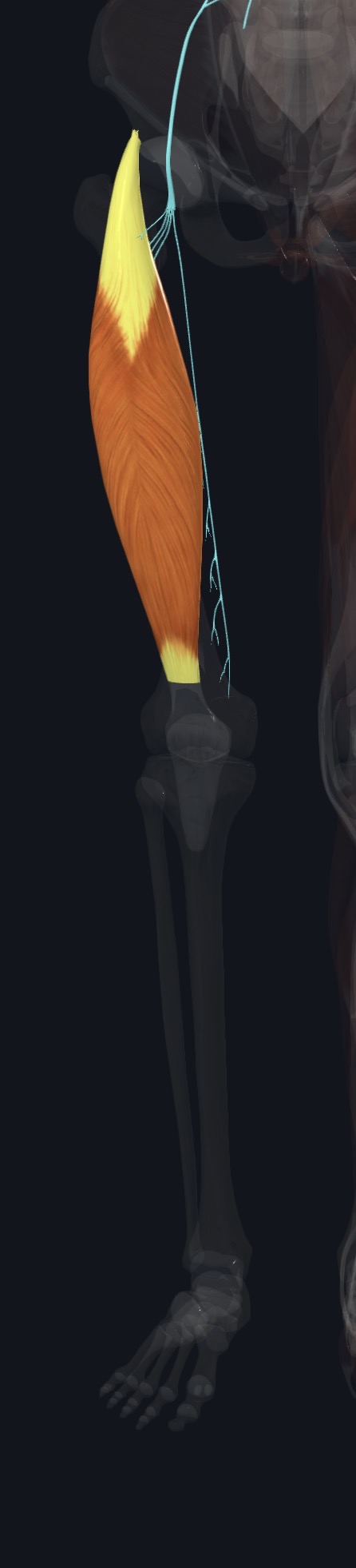 Vastus lateralis on the outer front of the thigh