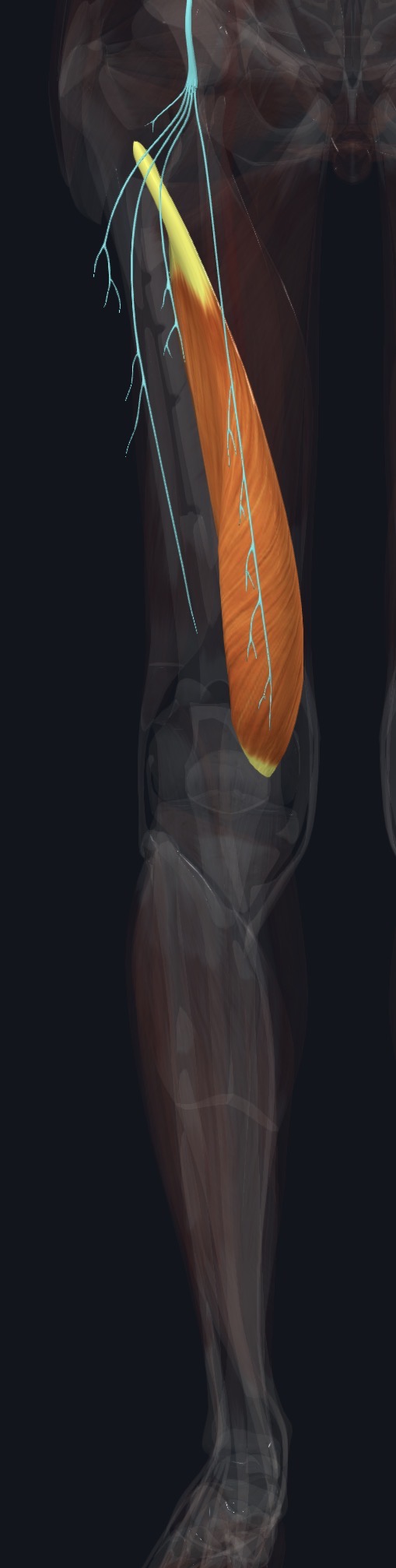 Vastus medialis on the inner front of the thigh