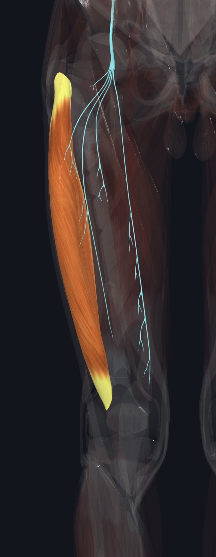 Vastus medialis with the nerve that supplies it